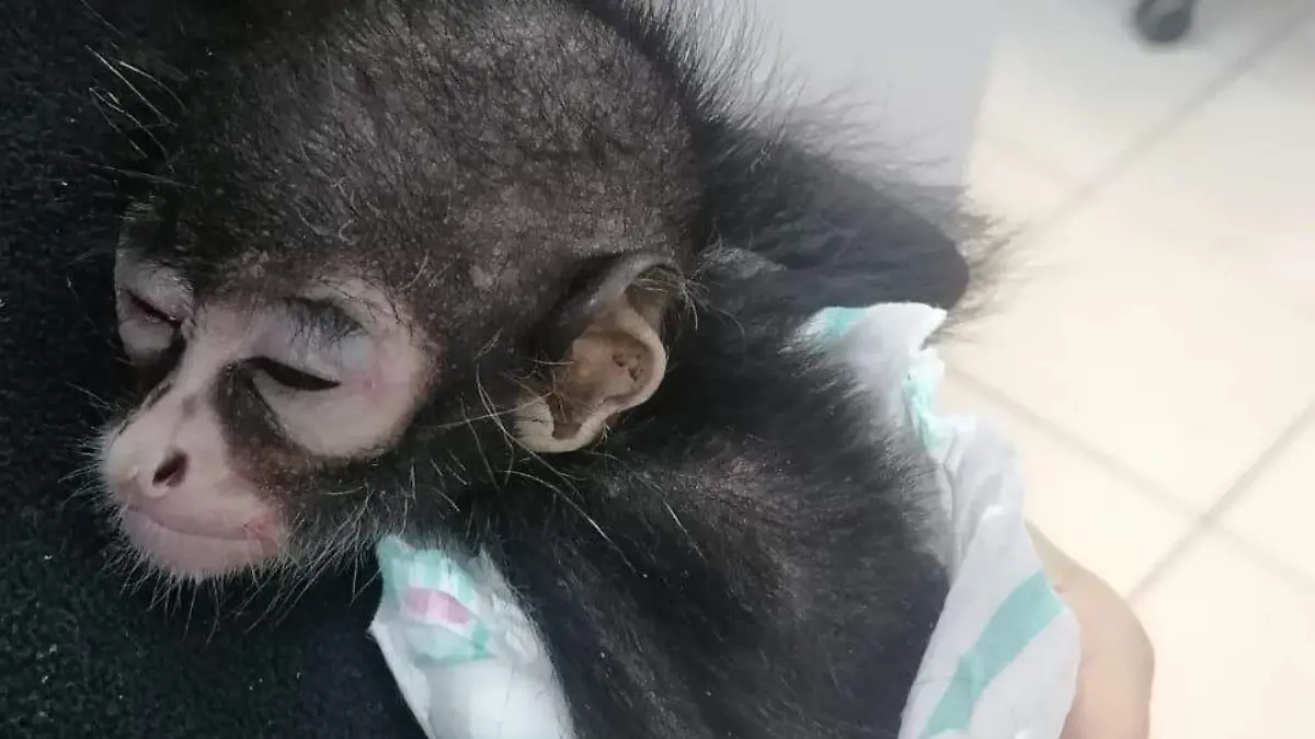 Aseguran arsenal y rescatan cría de mono tras intento de privación de la libertad cerca del aeropuerto