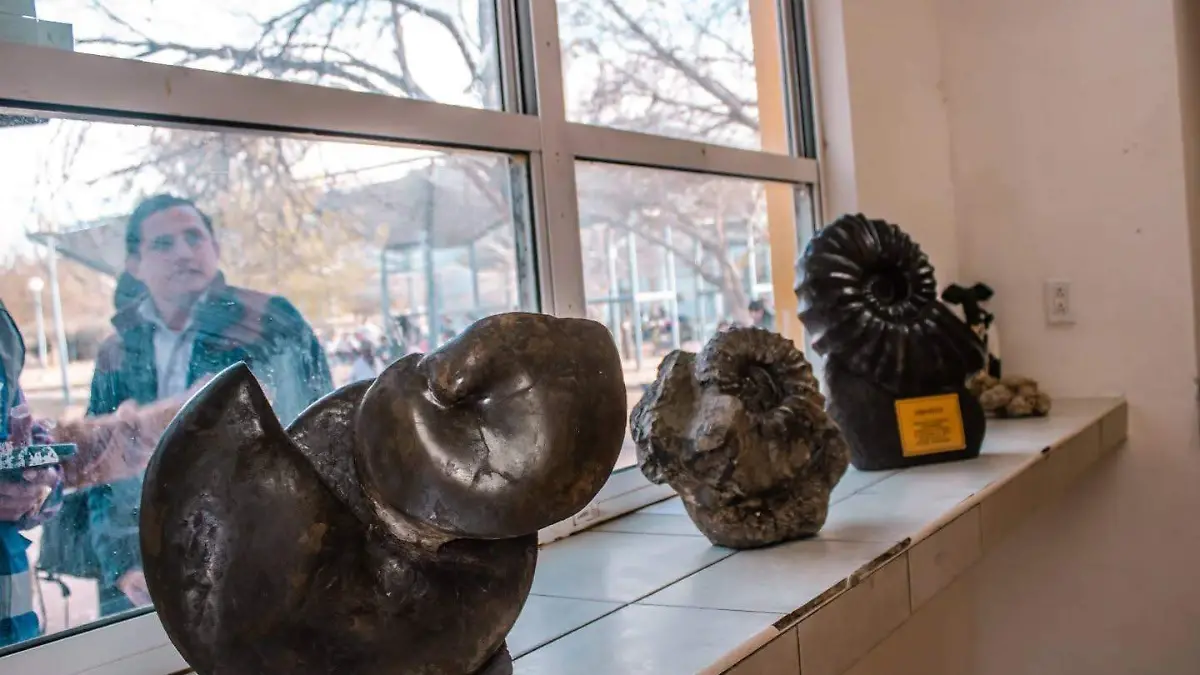 fosiles exhibición parque central