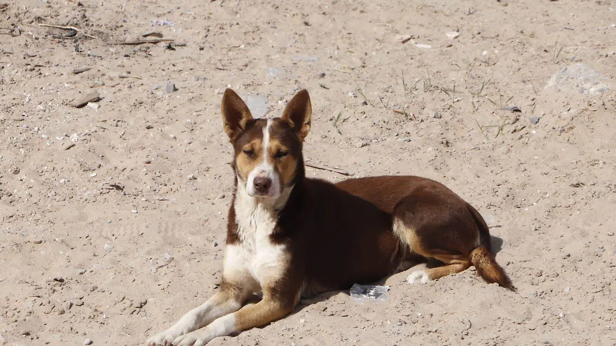El paso Texas vive sobre población de perros en las calles.