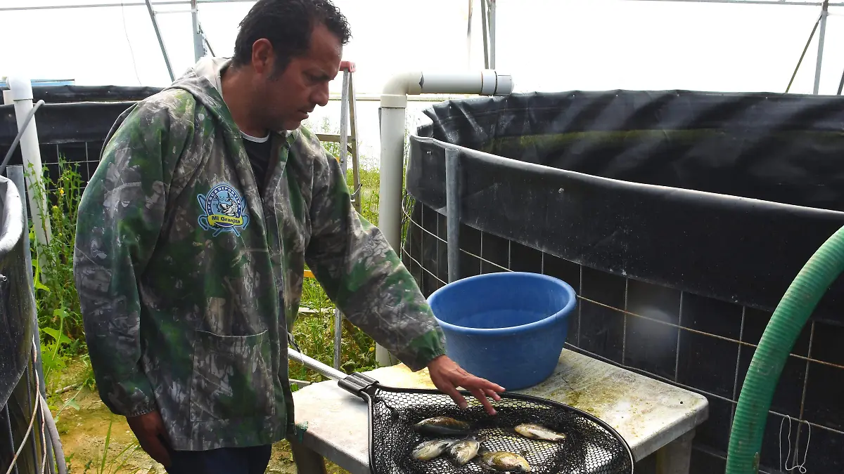 La tilapia prospera en aguas calidas por lo que aún no alcanza su tamaño para venta