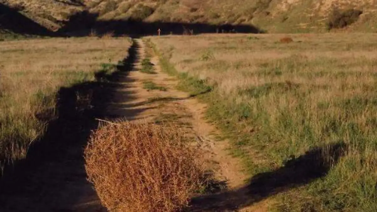 Rodadoras del desierto
