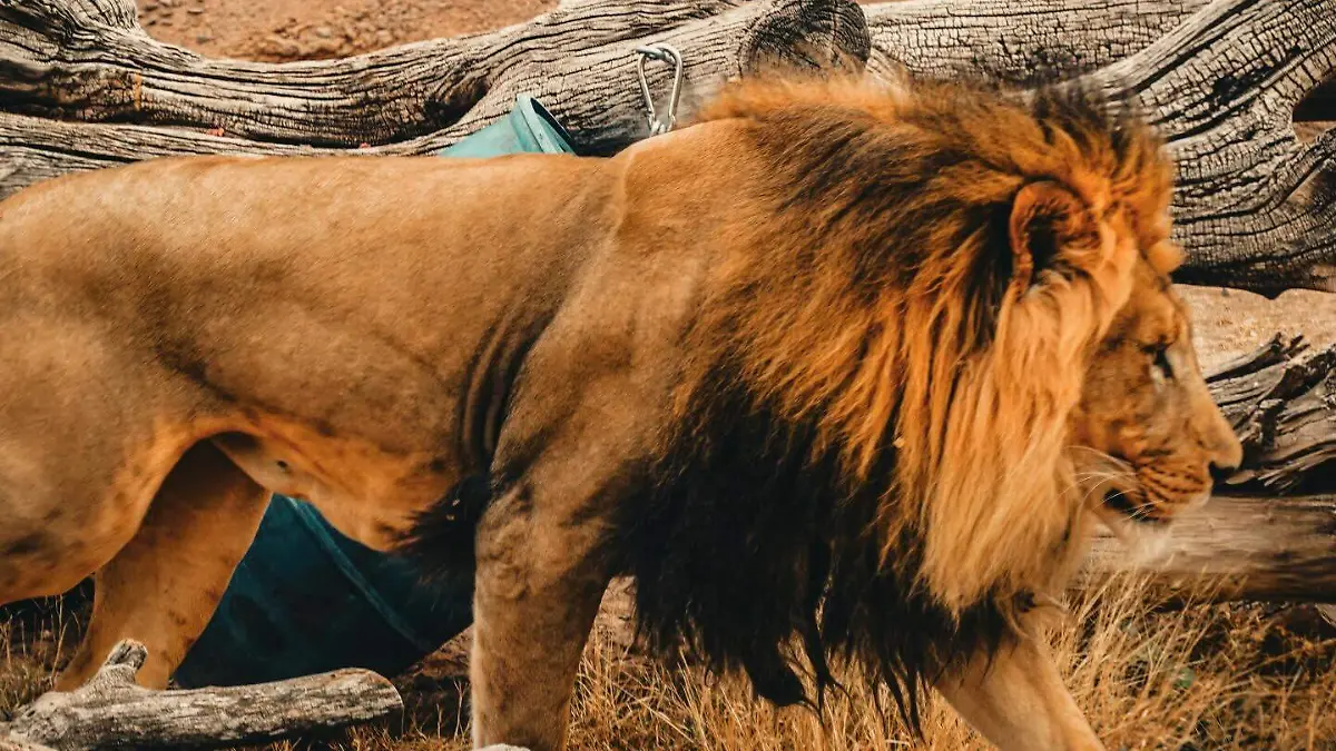 Zoológico de El Paso