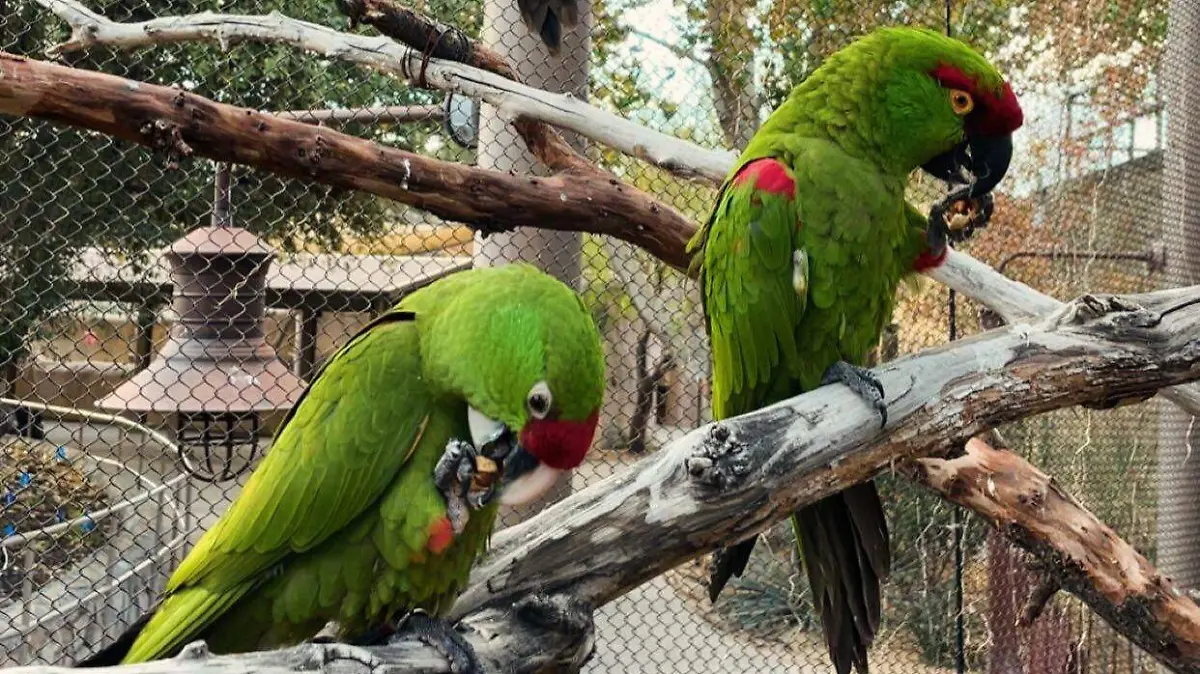 Aves El Zoo de El Paso