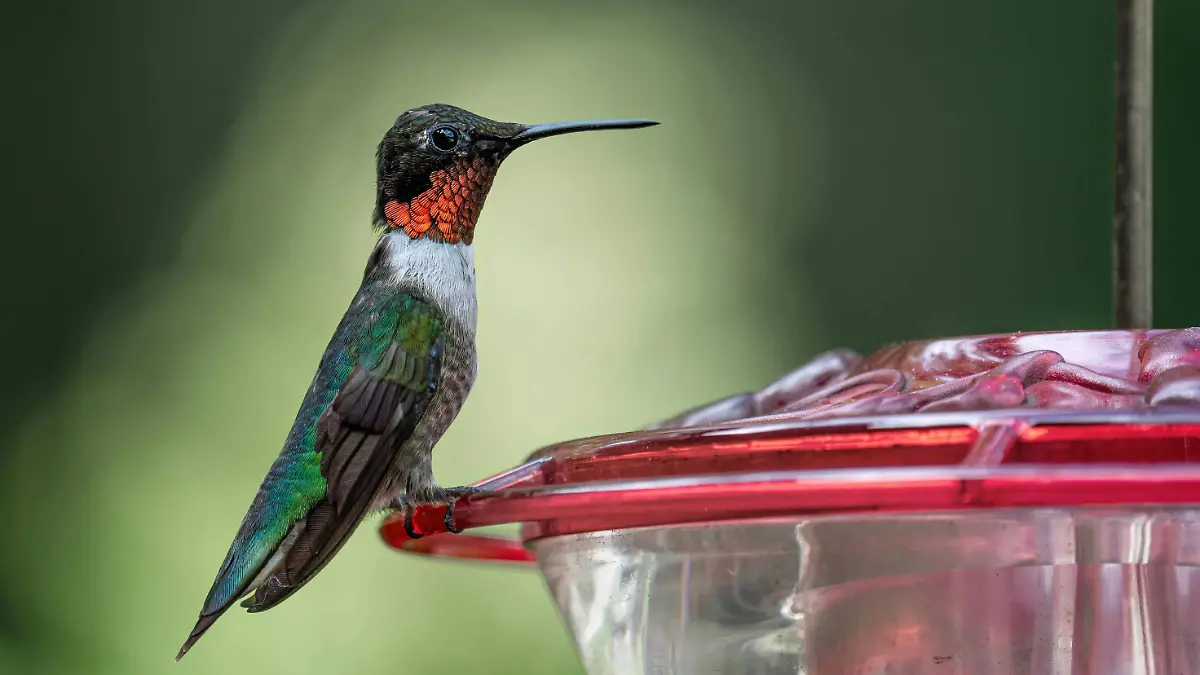 Colibrí garganta rubí