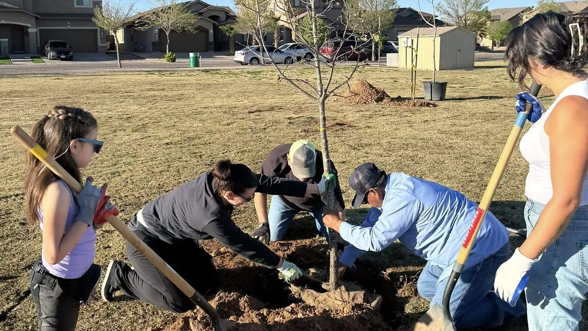 Plantan arboles