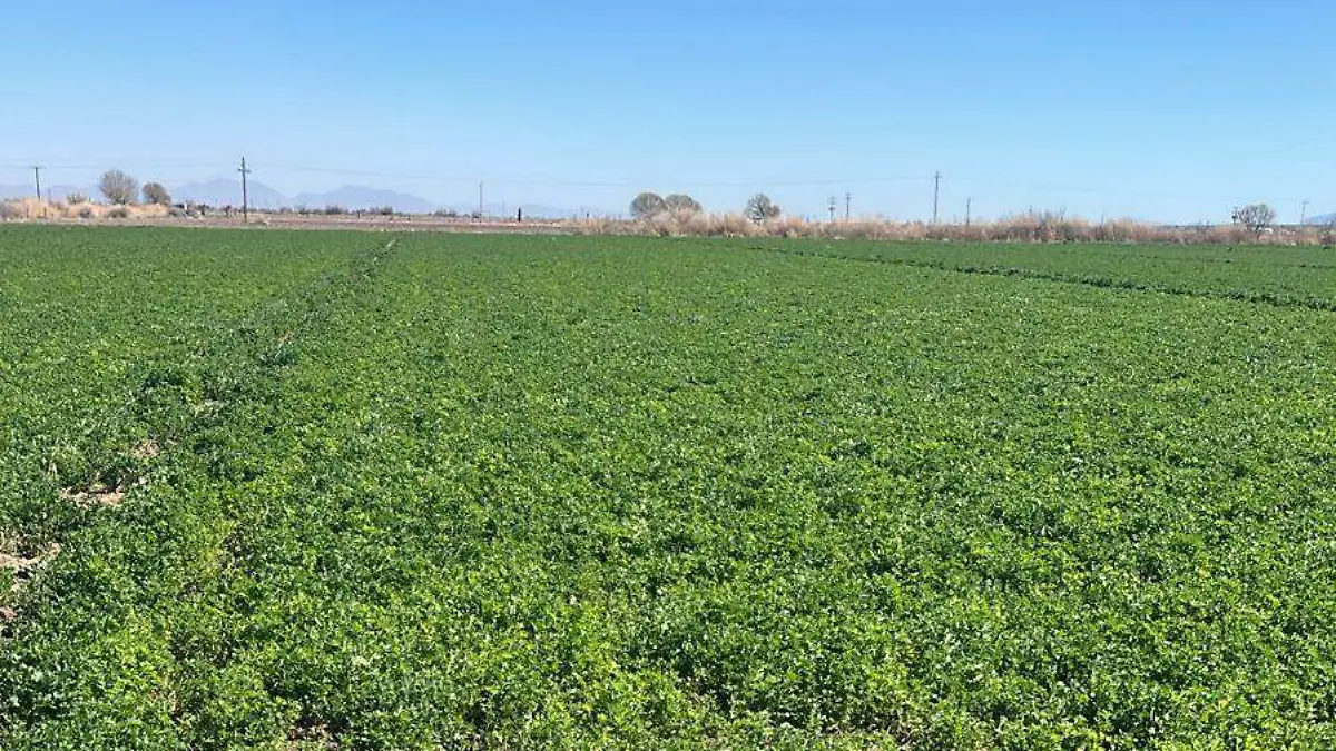 Soluciones nutritivas