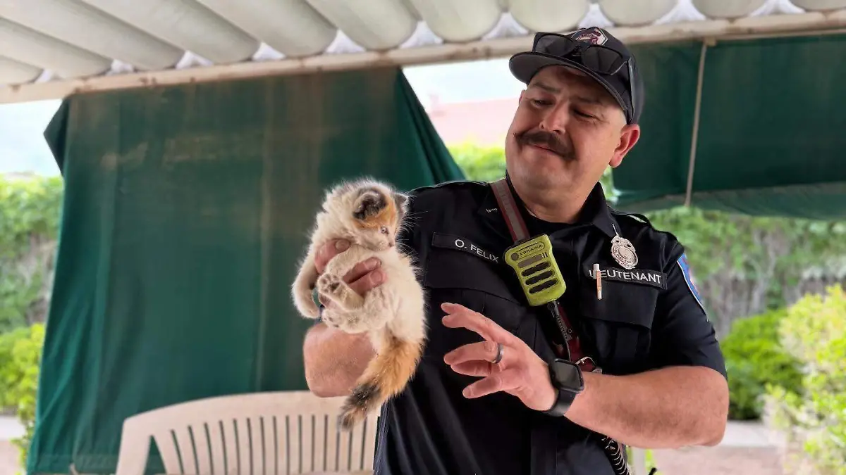 Bomberos de El Paso Gatitos Rescatados