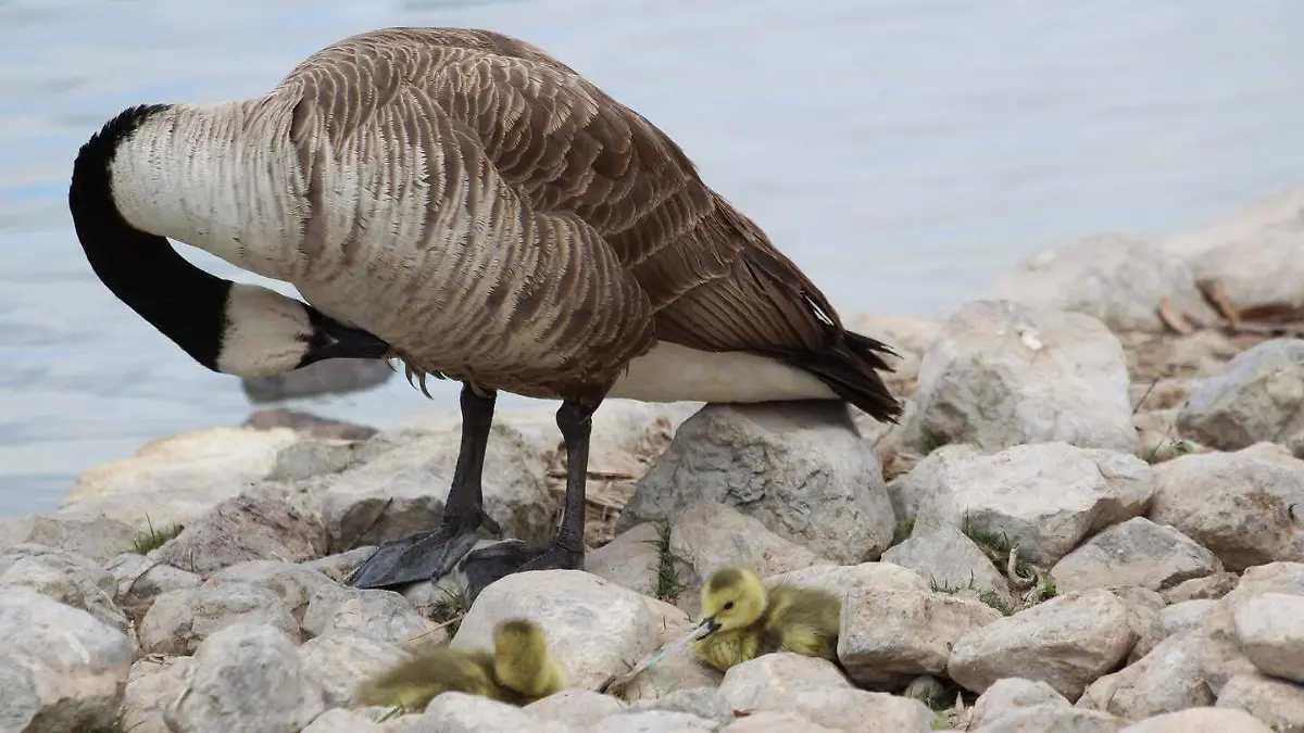 Ganso Parque central