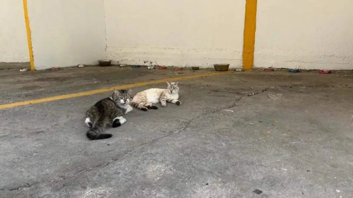 enfermedad hongo en gatos