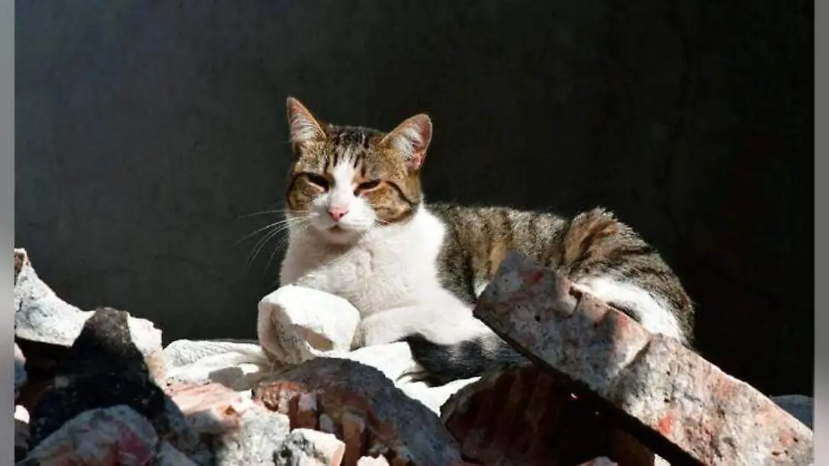 enfermedad hongo en gatos