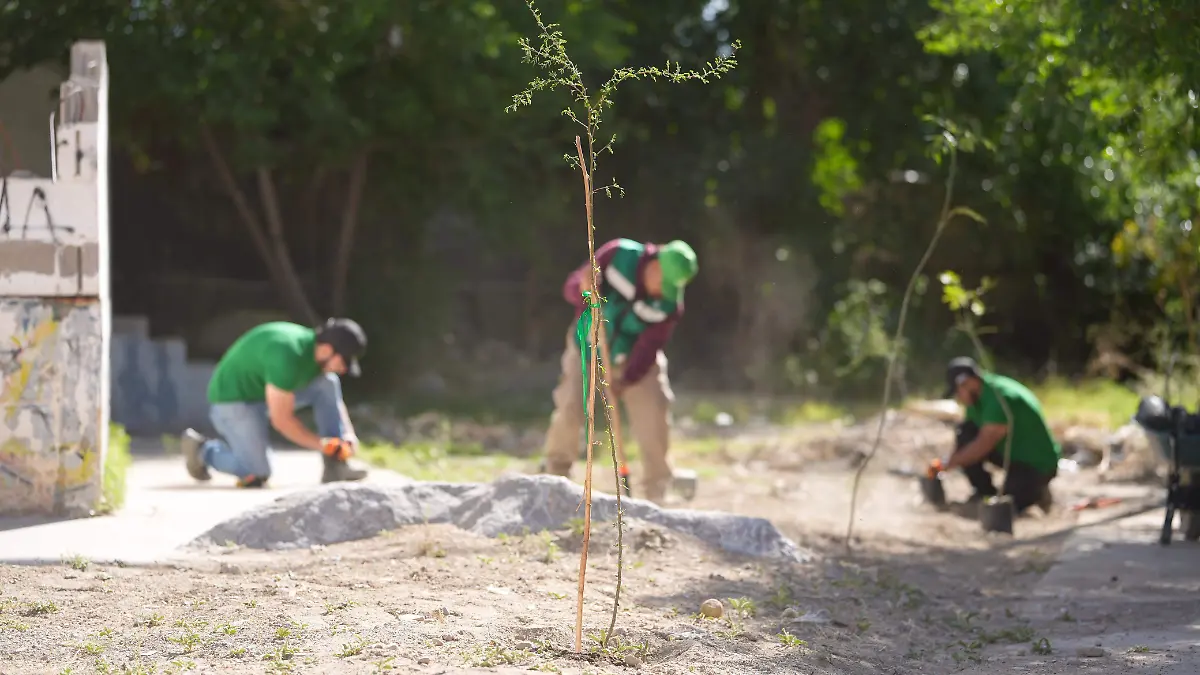 De basurero a área verde: rescatan parque en la colonia López Mateos con limpieza y reforestación