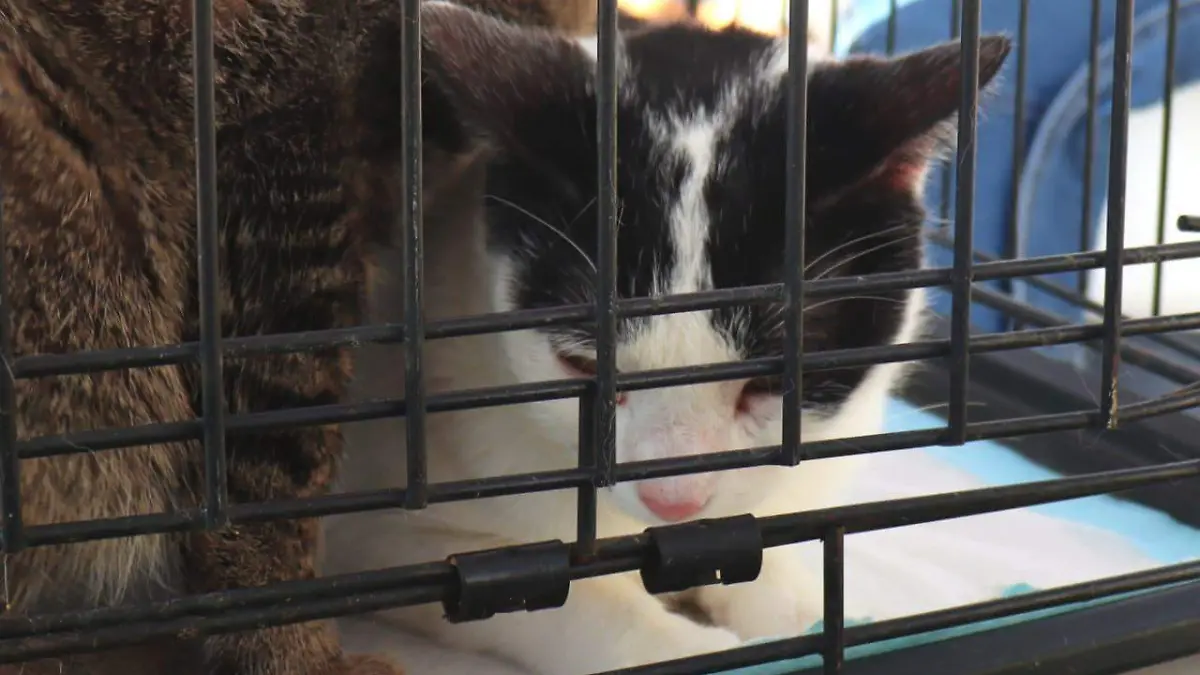 Detectan garrapatas en gatos en Ciudad Juárez y alertan sobre riesgos sanitarios
