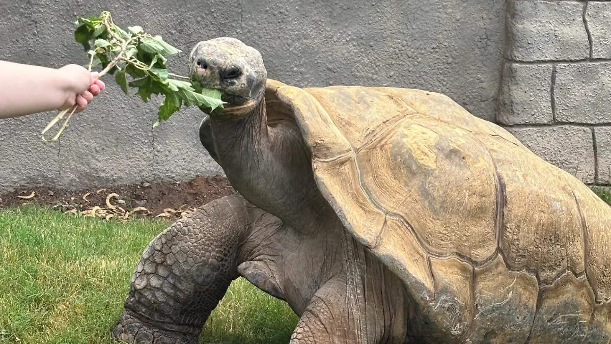 Tortuga Zoo