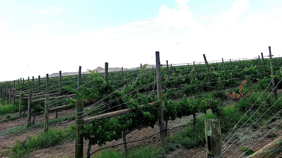 vinos chihuahua