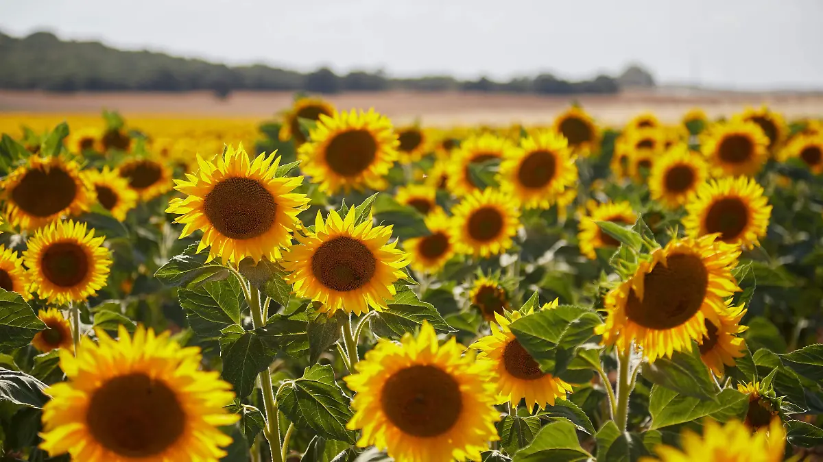 Girasoles