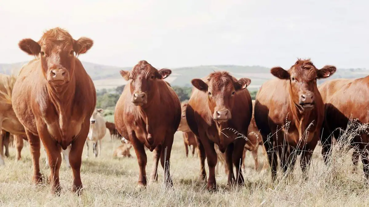 texas gusano barrenaor