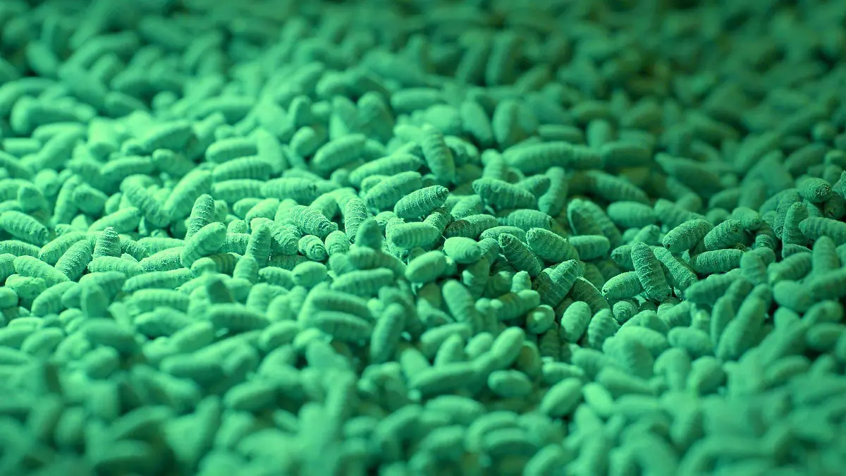 larvas de mosca