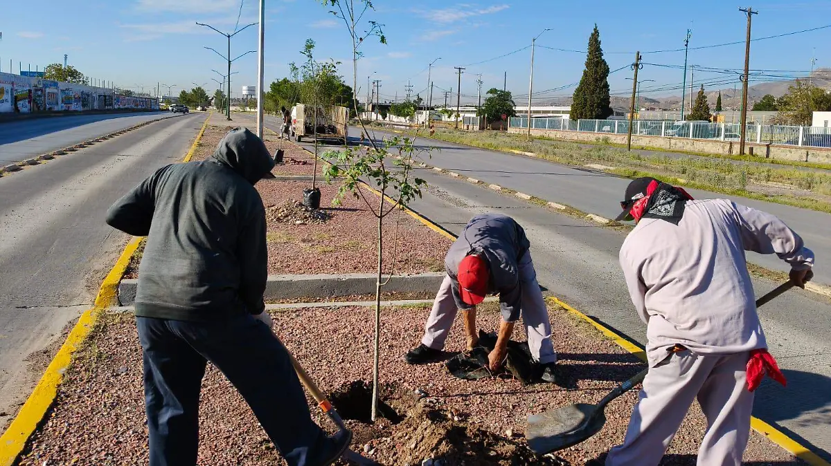 Reforestación Eje Vial
