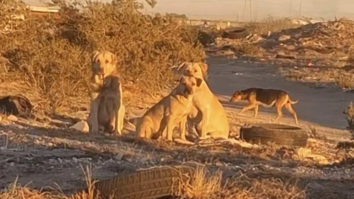 Perros en las orillas