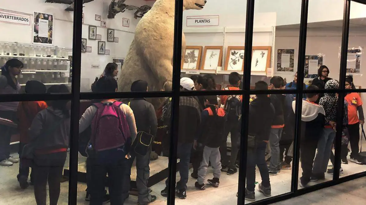 OSO POLAR DISECADO 2
