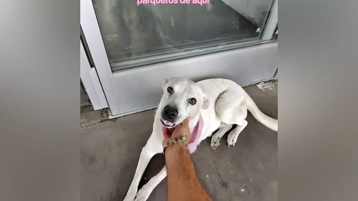perro callejero 1