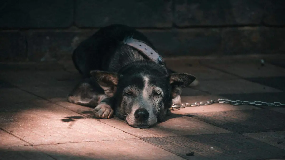 Maltrato animal