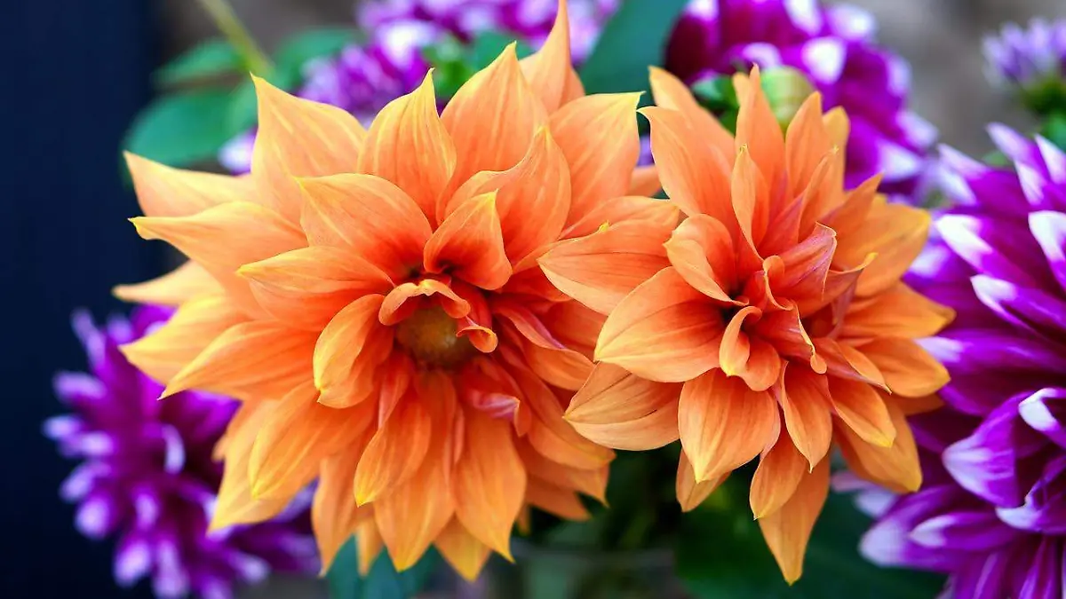 dahlias-4592008_1280