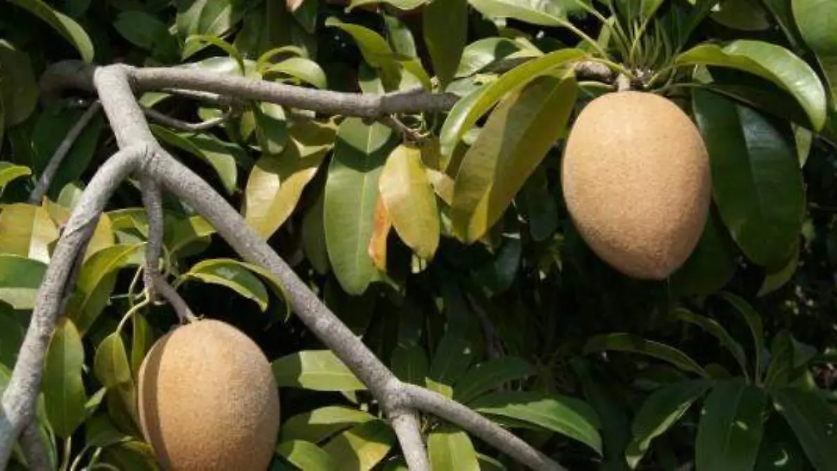 historia del chicle en Tabasco