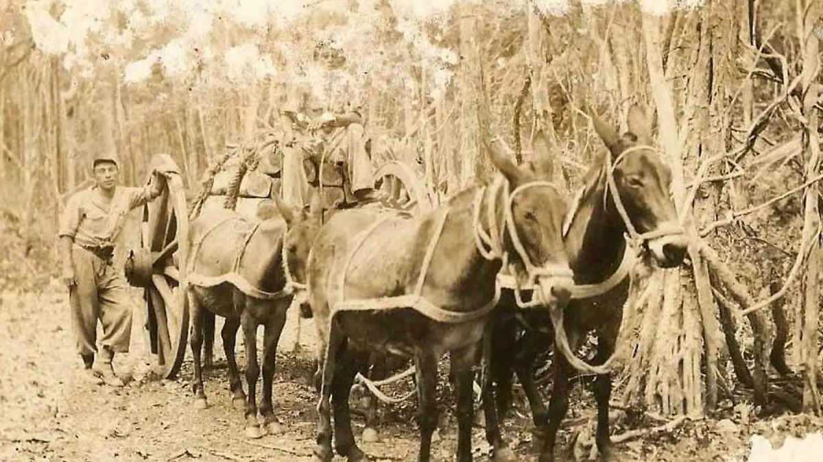 historia del chicle en Tabasco