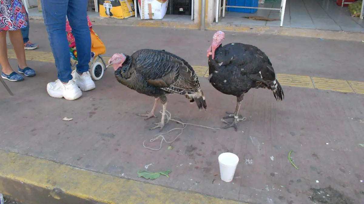 Ventas de guajolote para navidad