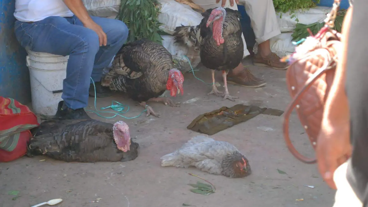 Ventas de guajolote para navidad