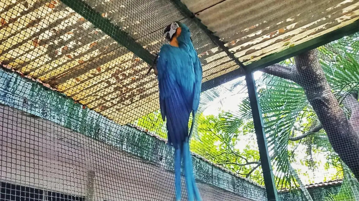 guacamaya azul incautada en gaviotas