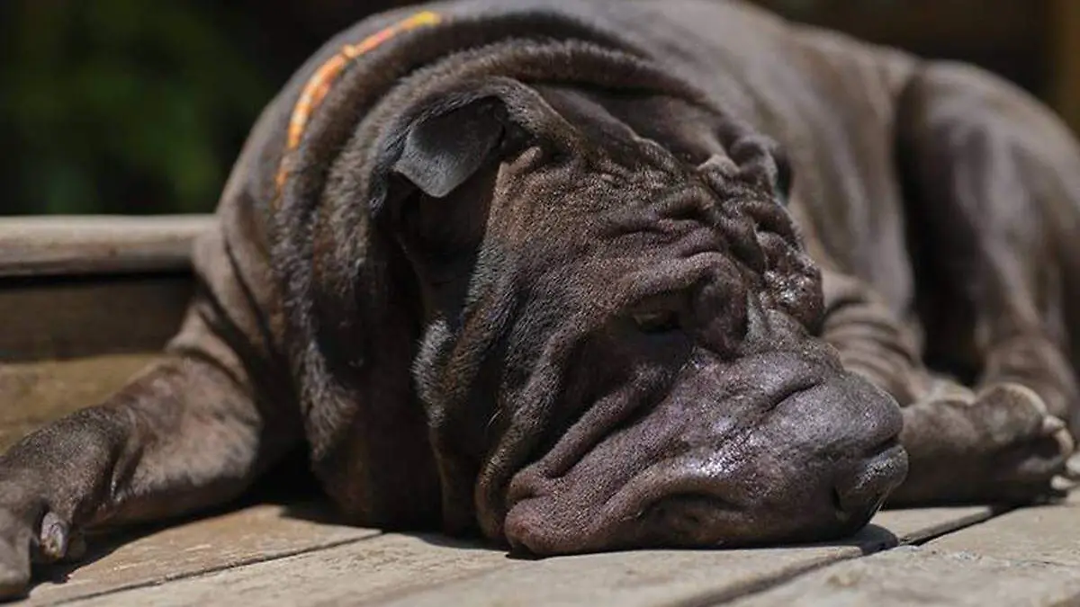 Shar-Pei