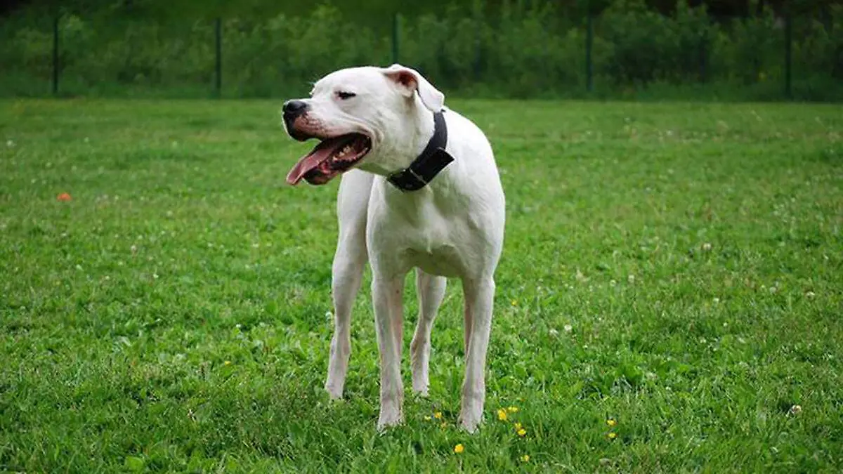 Dogo-Argentino