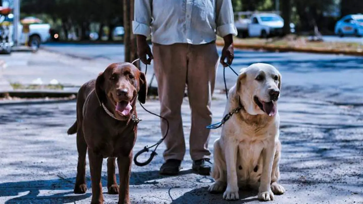 Mascotas-En-Plaza-De-Armas