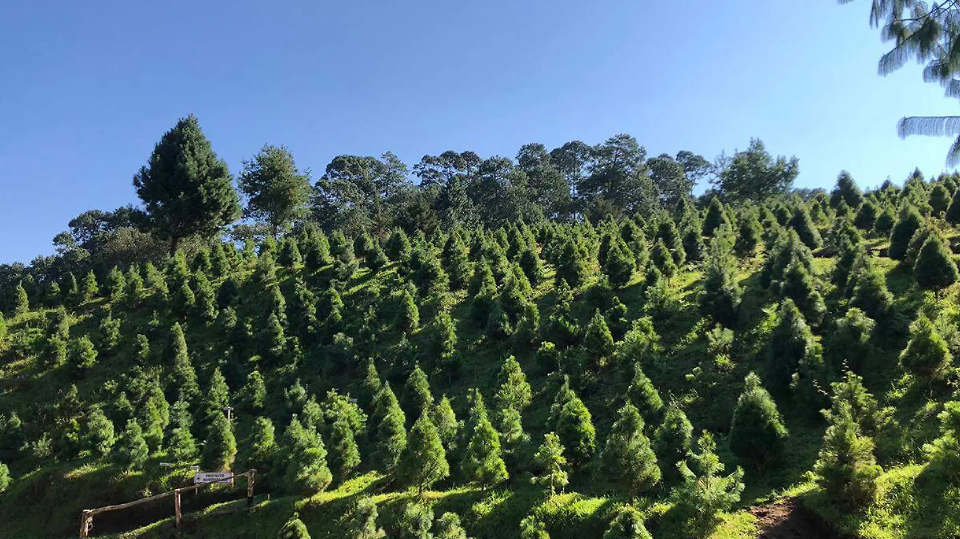 Árbol-De-Navidad-Plantaciones