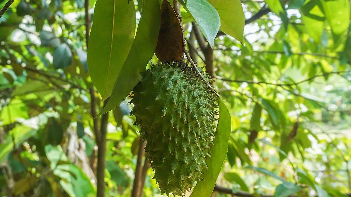 Fruta-Guanábana