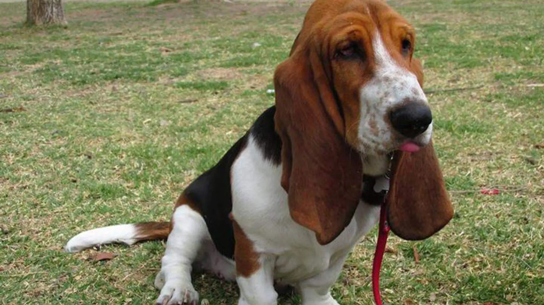 Basset-hound