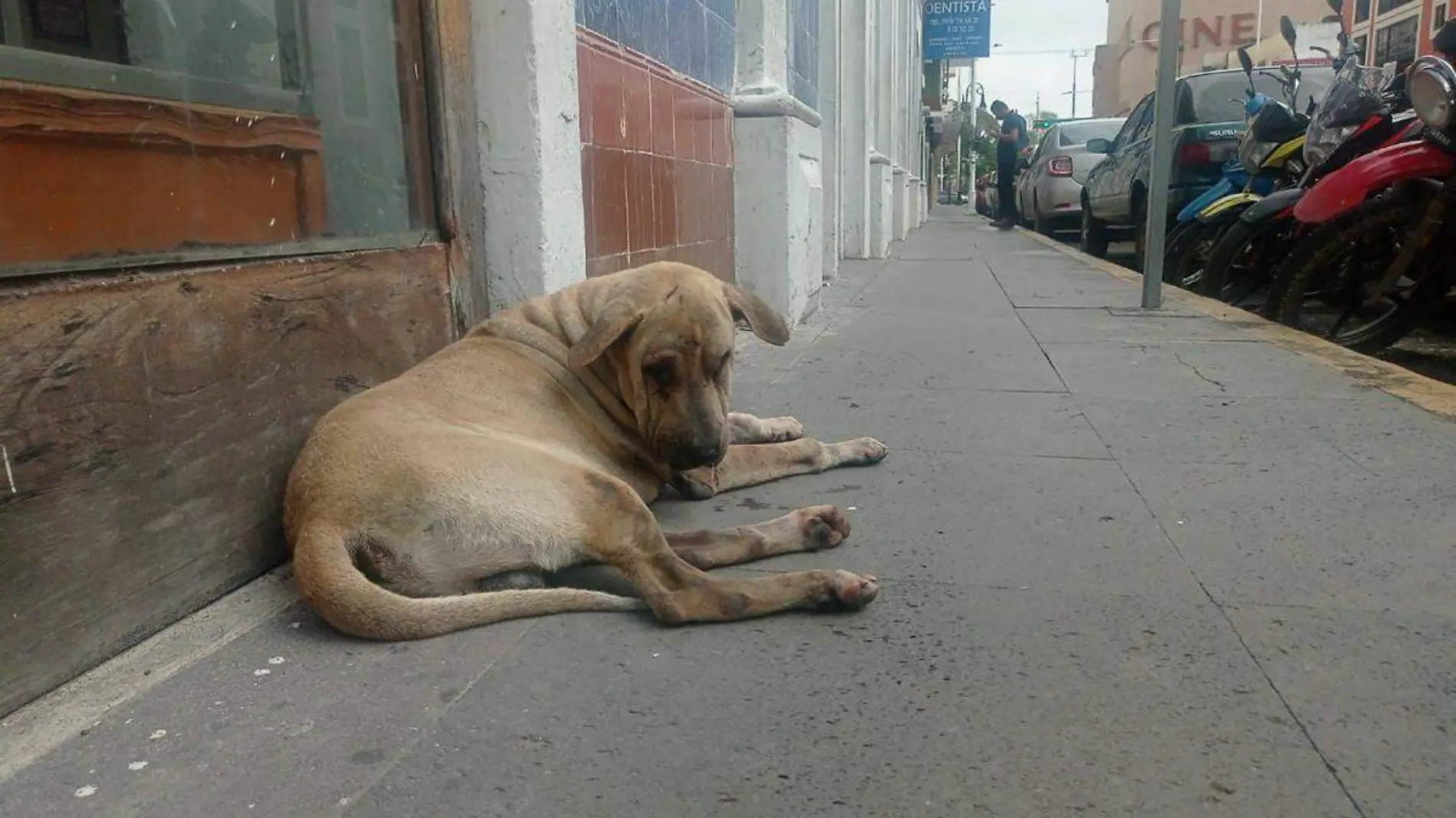 Perro-Banque-Carlos