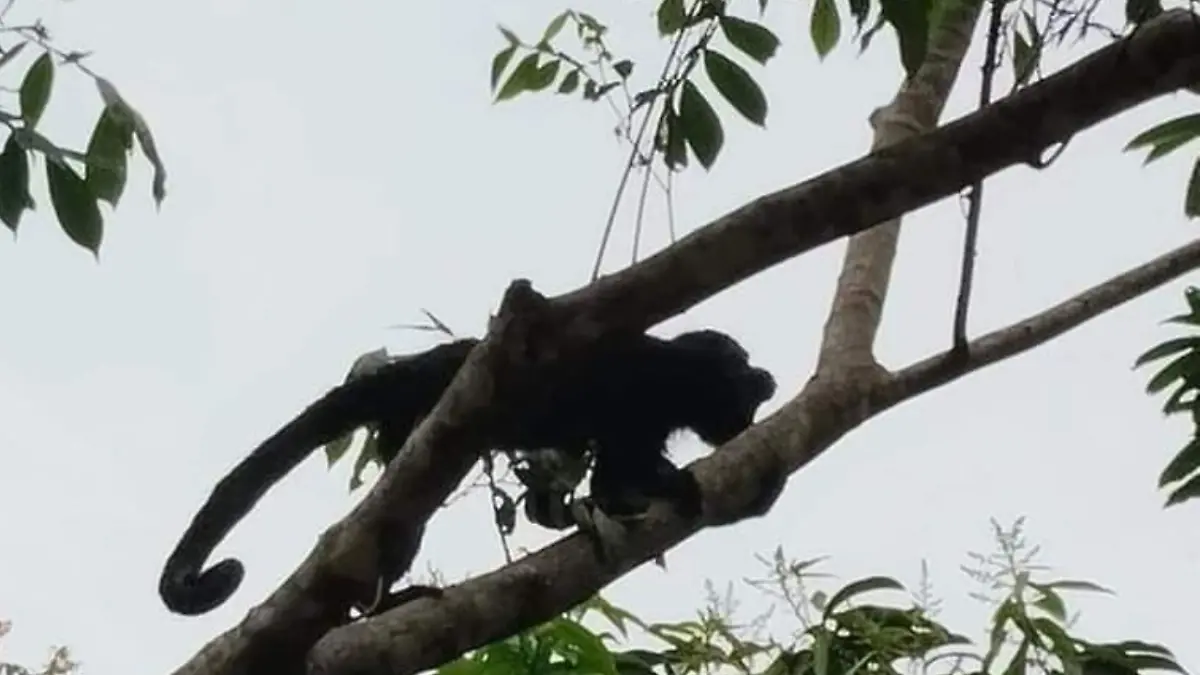 Monos mueren en Tabasco por el calor