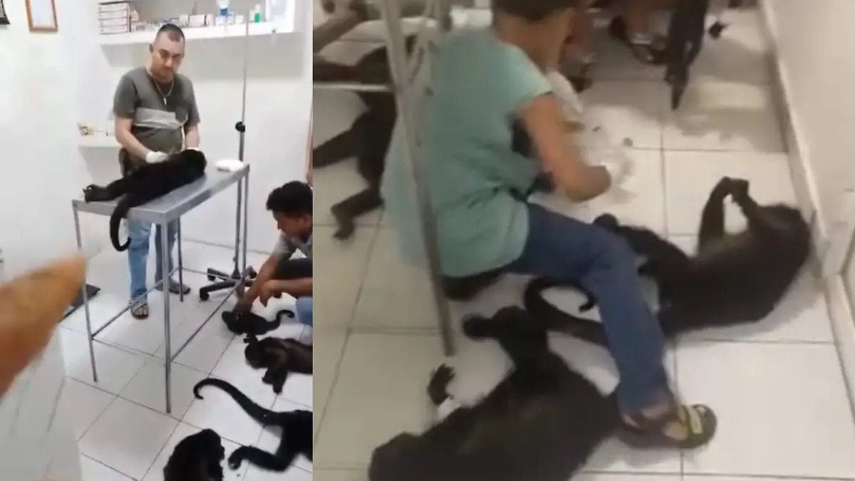 Veterinario atiende a mono aullador