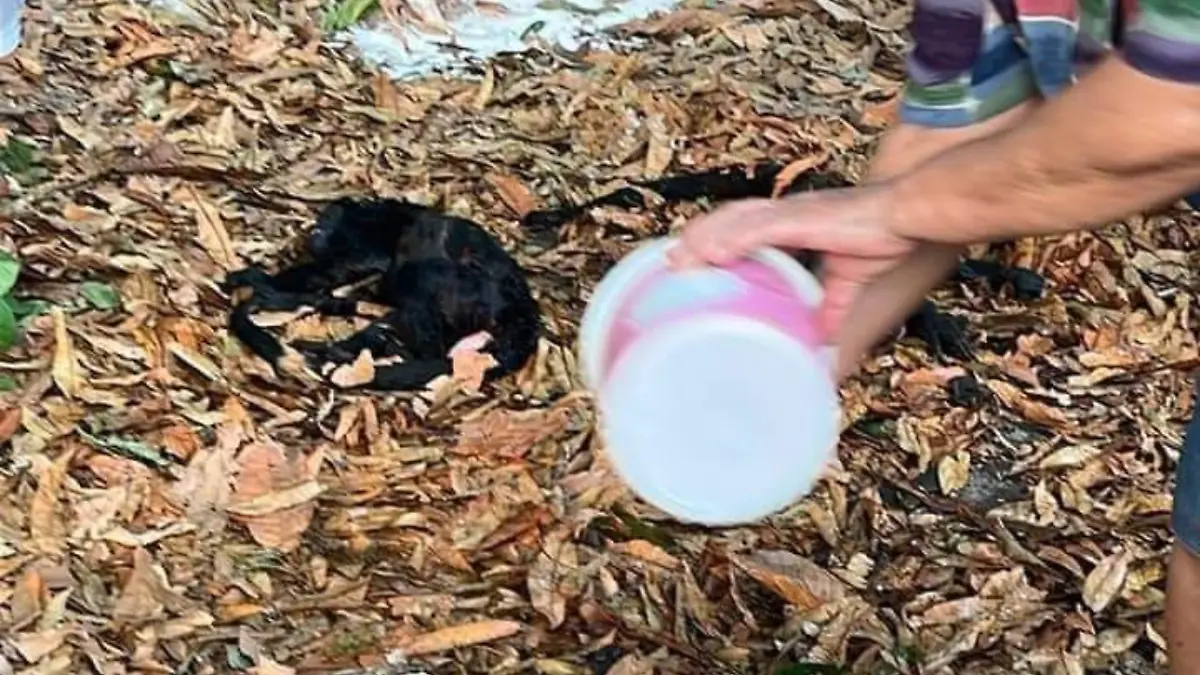 Mueren monos en Tabasco por calor