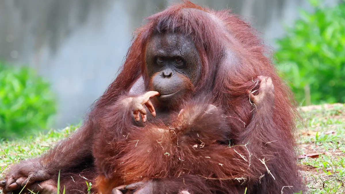 Orangután de Sumatra