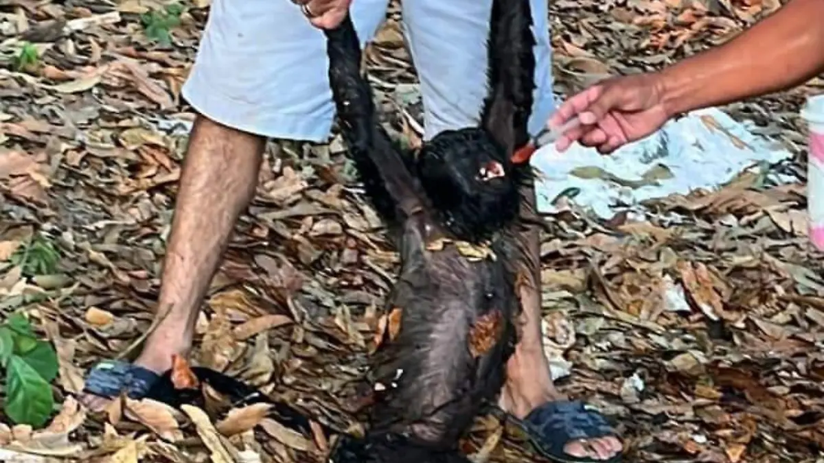 monos muertos en tabasco por calor