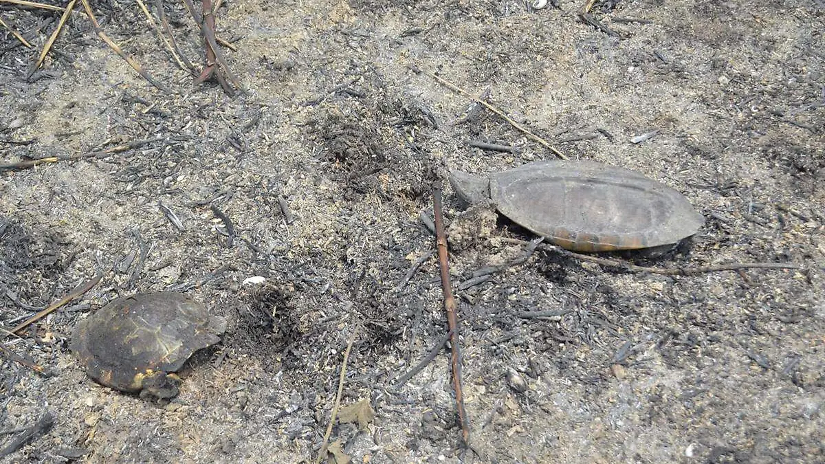 Bioparque-Devastación