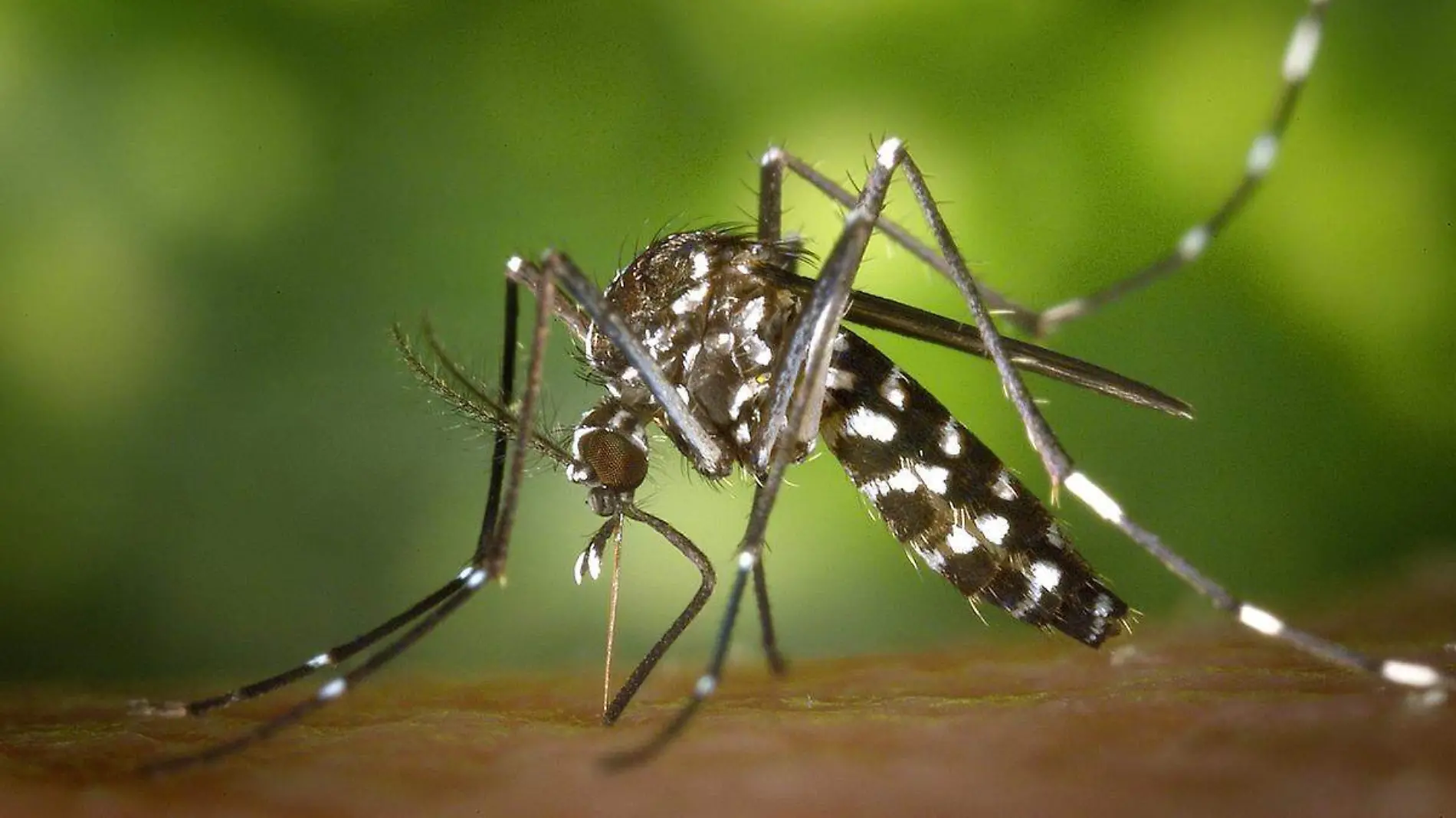 Dengue-Mosquito-Transmisor