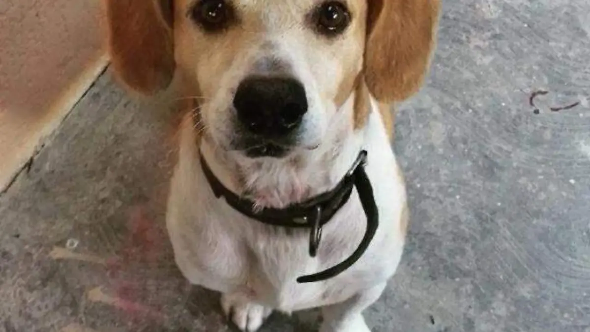 perro 1
