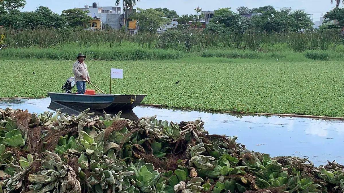 Limpieza-Laguna-En-Villahermosa