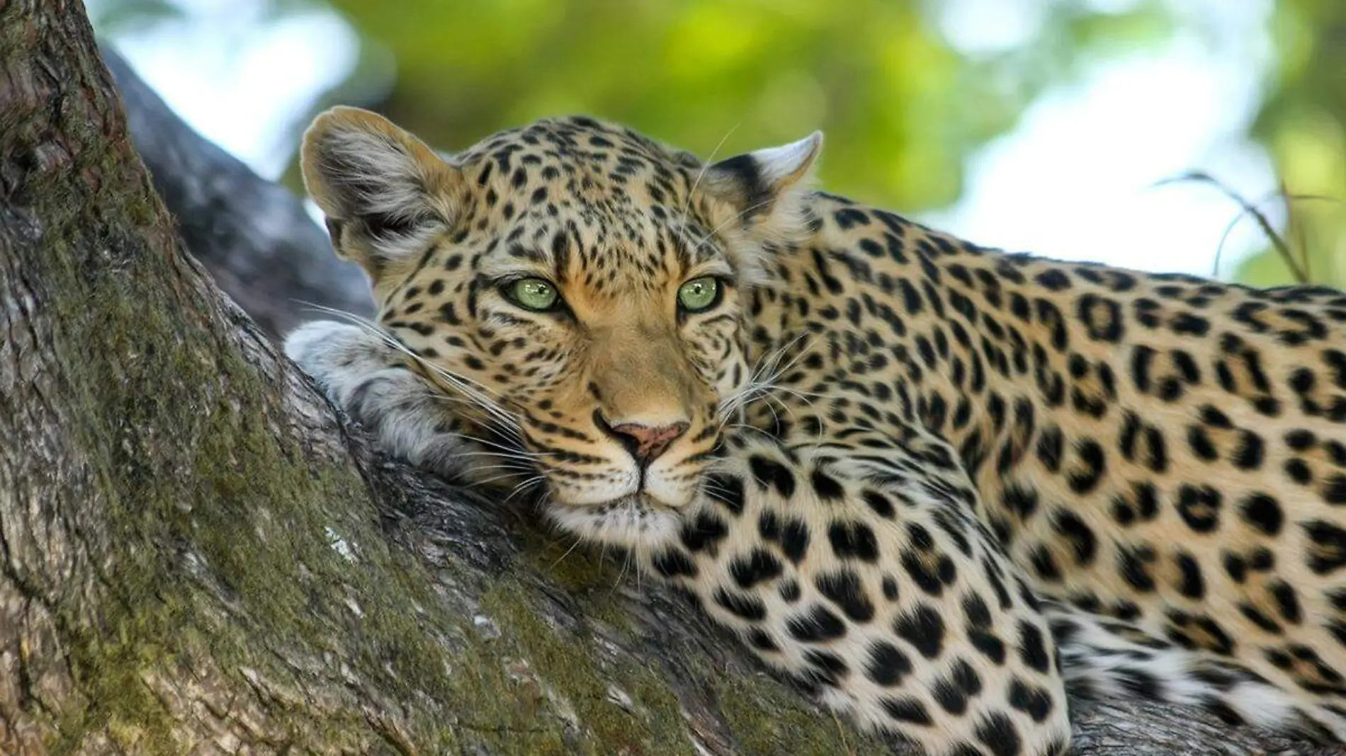 Leopardo