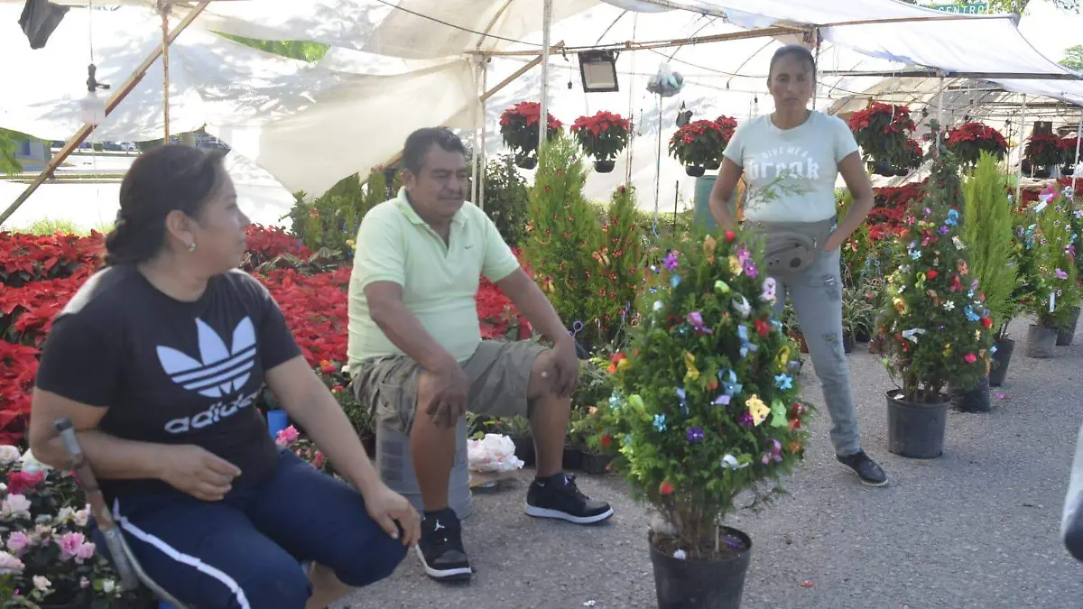 Pino natural o artificial ¿Cuál contamina más?